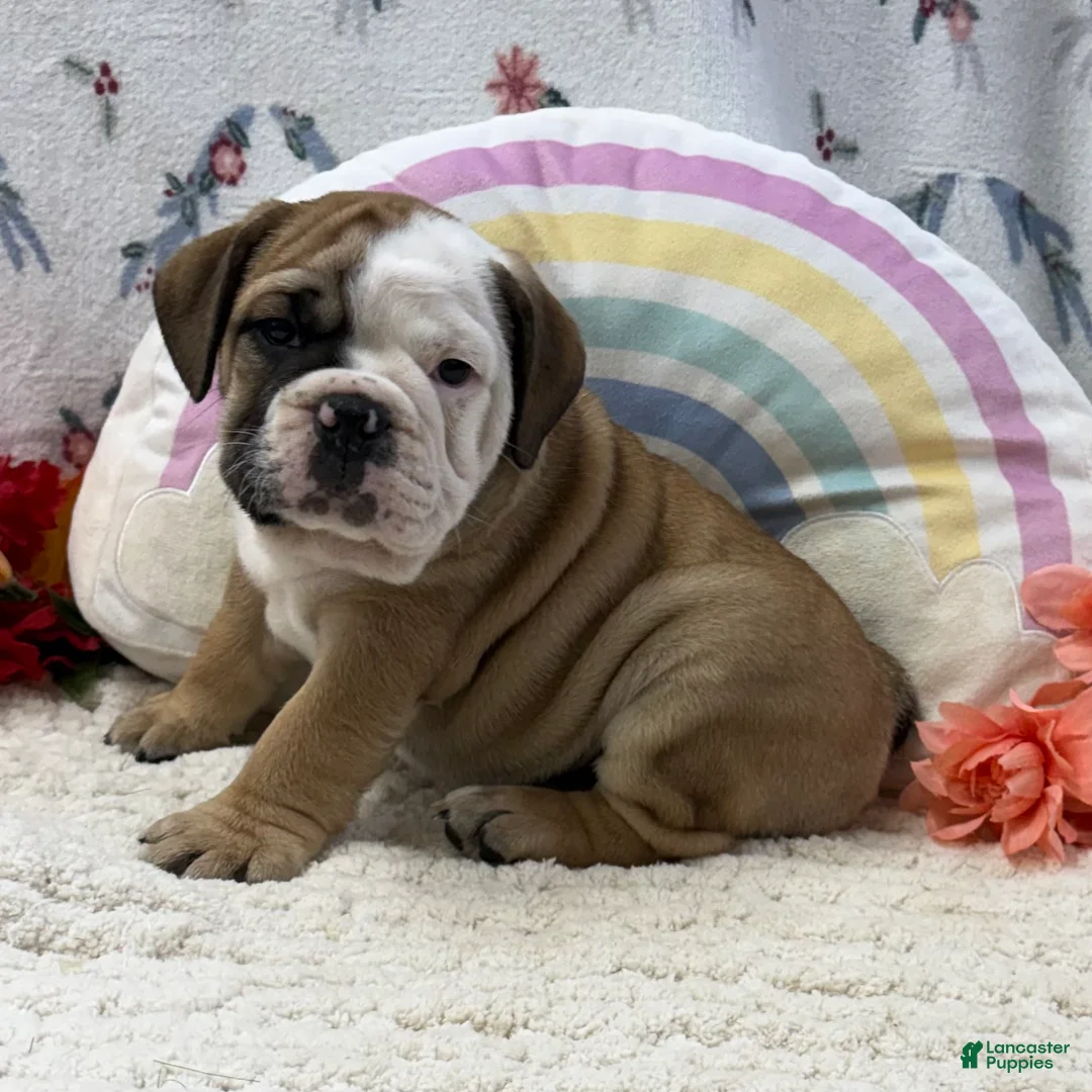 English Bulldog dogs for sale: Zachary - Ad 2