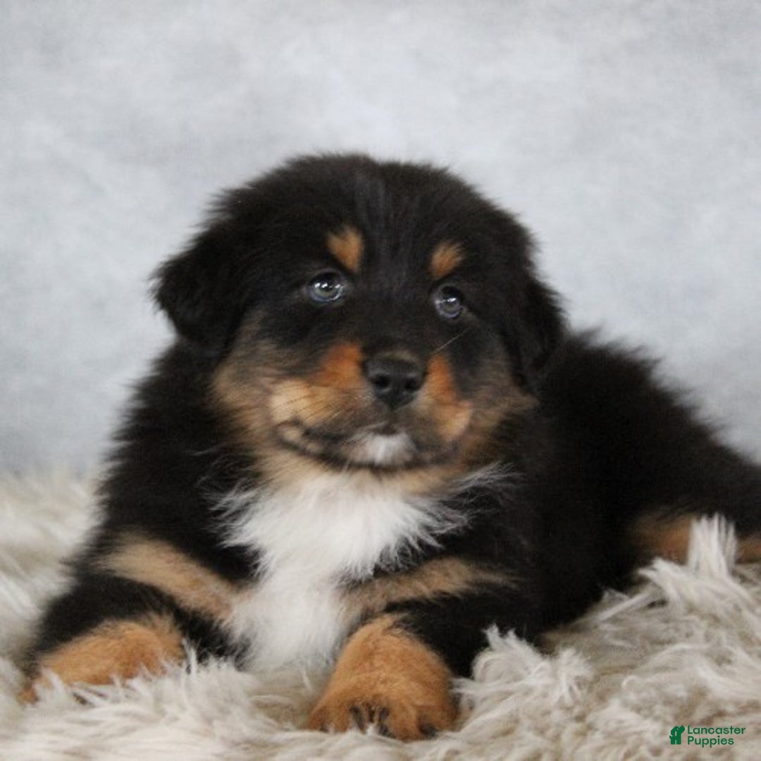 Australian Shepherd dogs for sale: Thomas - Ad 2