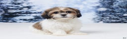Teddy Bear dogs for sale: Abby - Ad 3