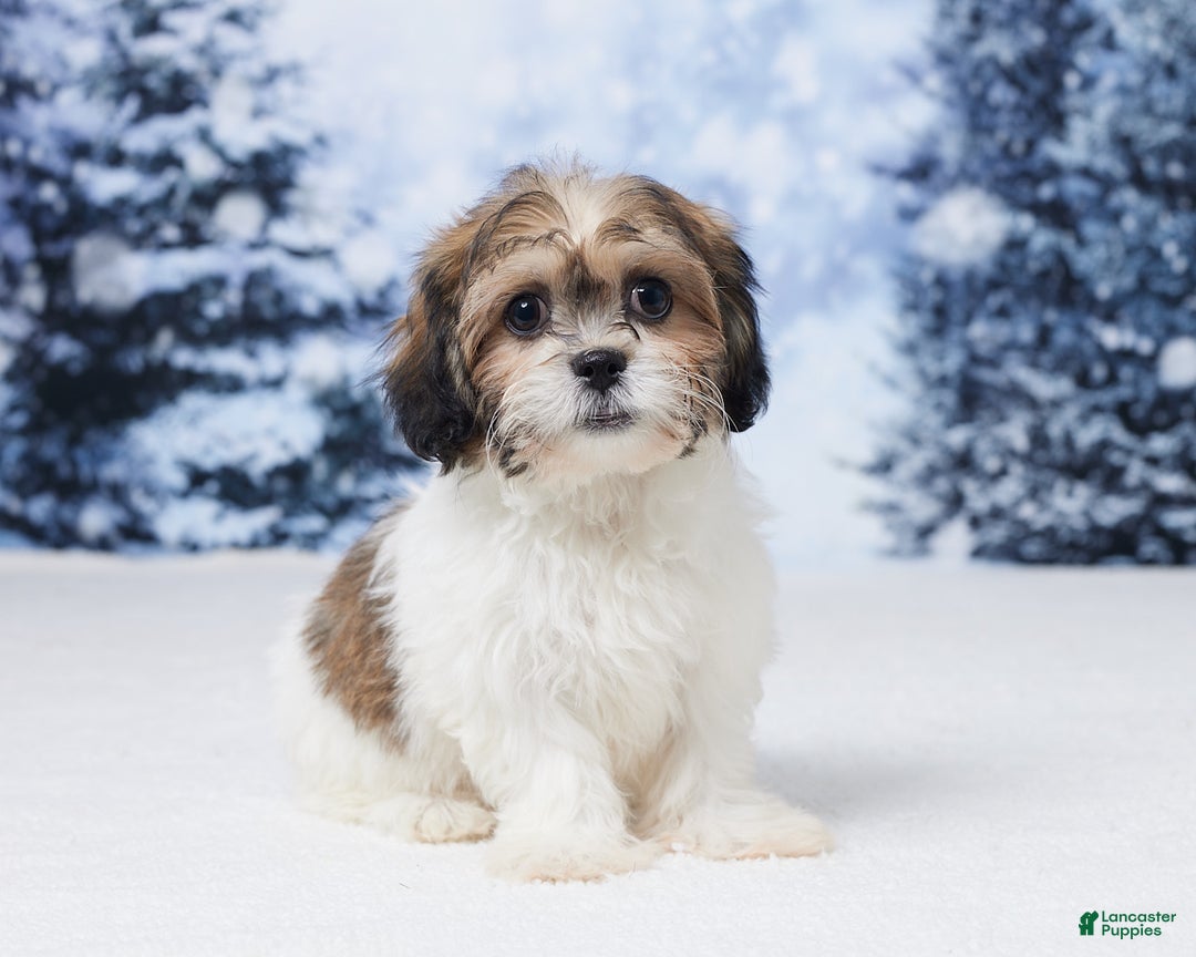 Teddy Bear dogs for sale: Abby - Ad 3