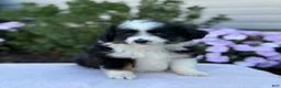 Miniature Australian Shepherd dogs for sale: Apple - Ad 13