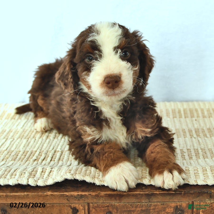 Mini Bernedoodle dogs Cyrus - Ad 2