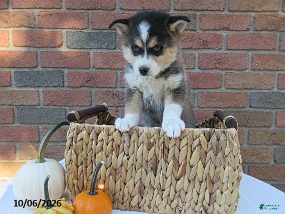 Pomsky dogs for sale: Ollie - Ad 1