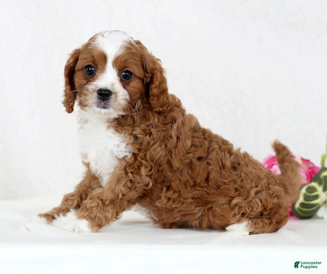 Cavapoo dogs for sale: Cecile - Ad 4