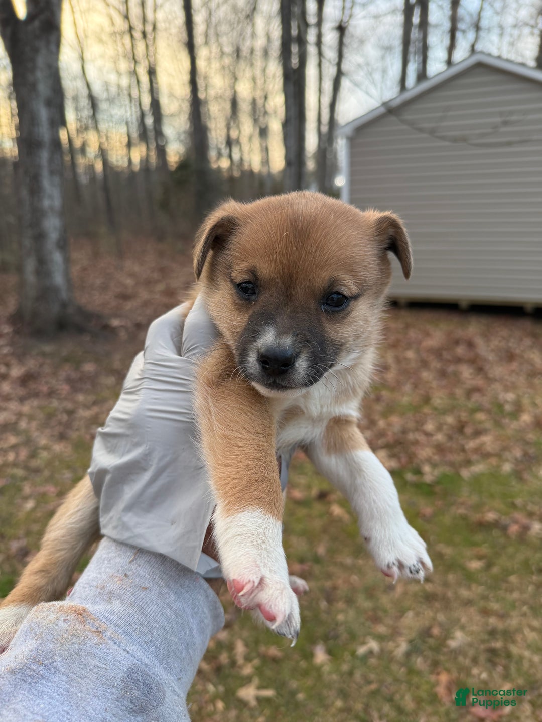 Pomsky dogs for sale: Pomsky Puppy 4 - Ad 4