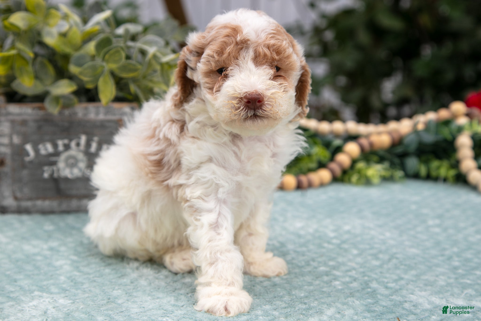 Miniature Poodle dogs Naomi - Ad 7