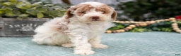 Miniature Poodle dogs for sale: Naomi - Ad 1
