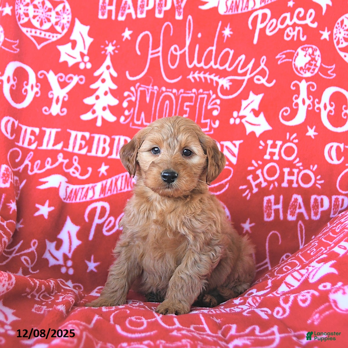 Mini Goldendoodle dogs Tinsel - Ad 35
