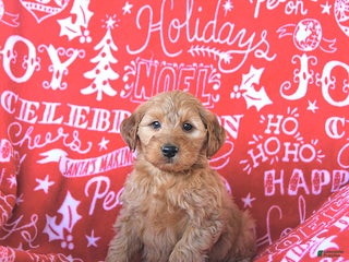 Mini Goldendoodle dogs Tinsel - Ad 18