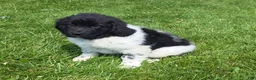 Newfoundland dogs for sale: Scarlett - Ad 7