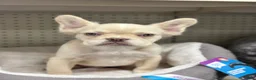 French Bulldog dogs for sale: Pinky  - Ad 3