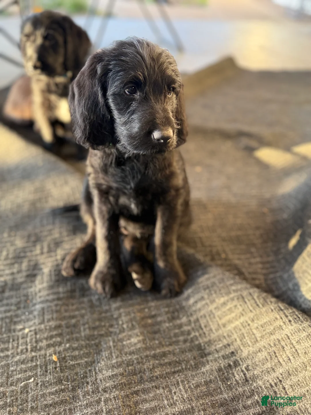 Labradoodle dogs for sale: Labradoodle Puppy  Green - Ad 2
