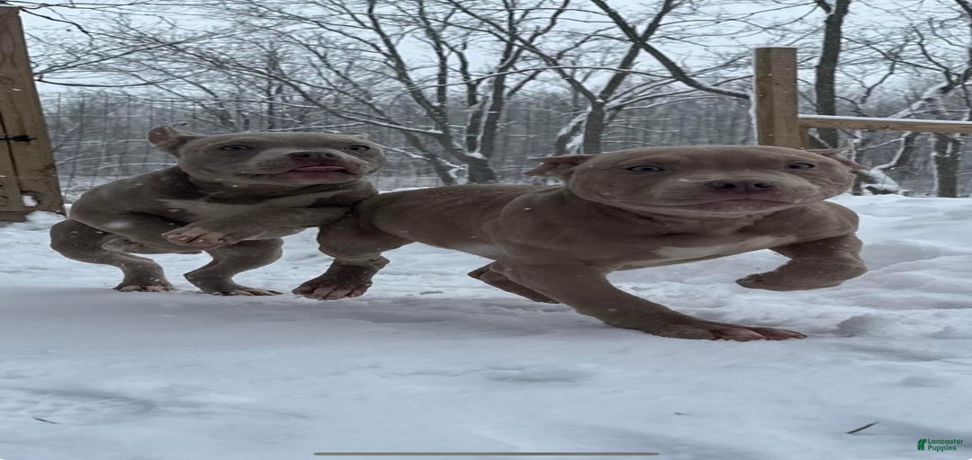 Gallery Image {{count}}