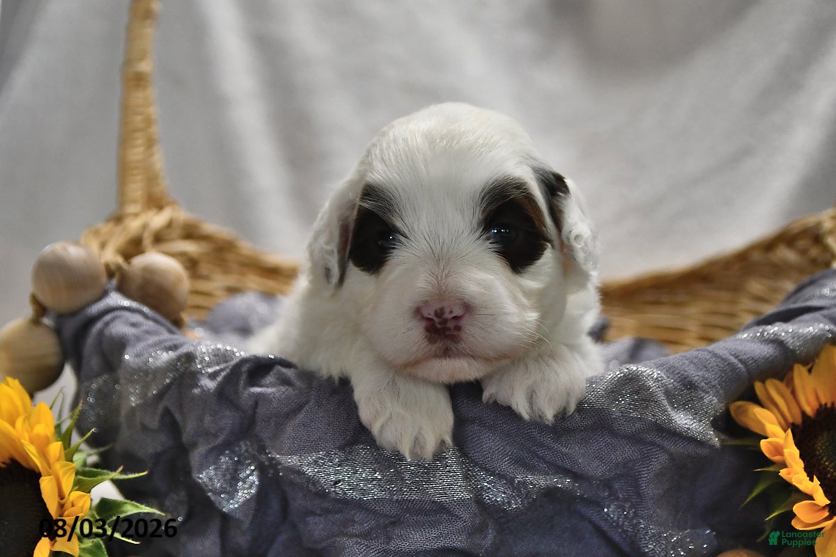 Portuguese Water Dog dogs for sale: Ghost  - Ad 4