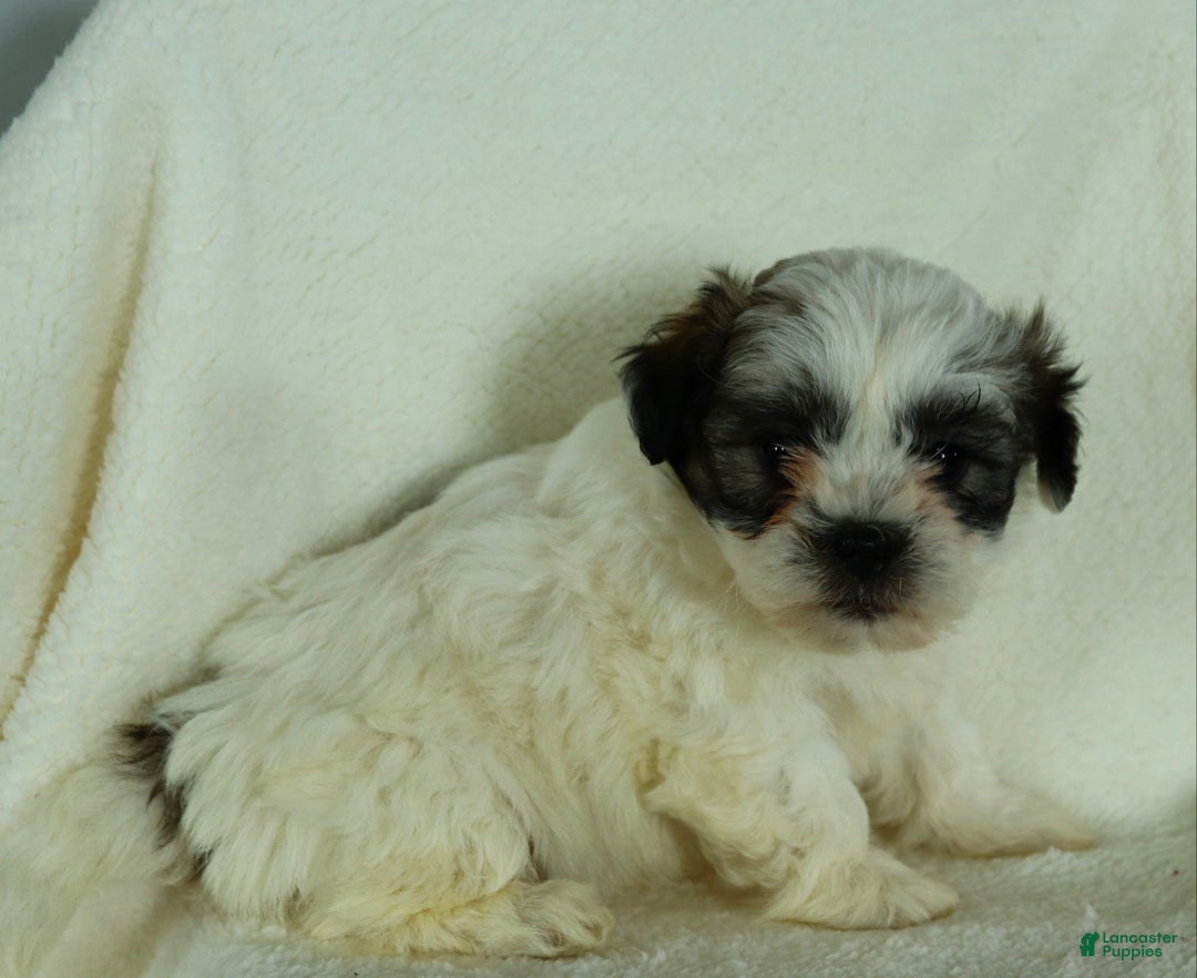 Teddy Bear dogs for sale: Roxy - Ad 3