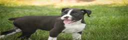 Boxer dogs for sale: Prince - Ad 5
