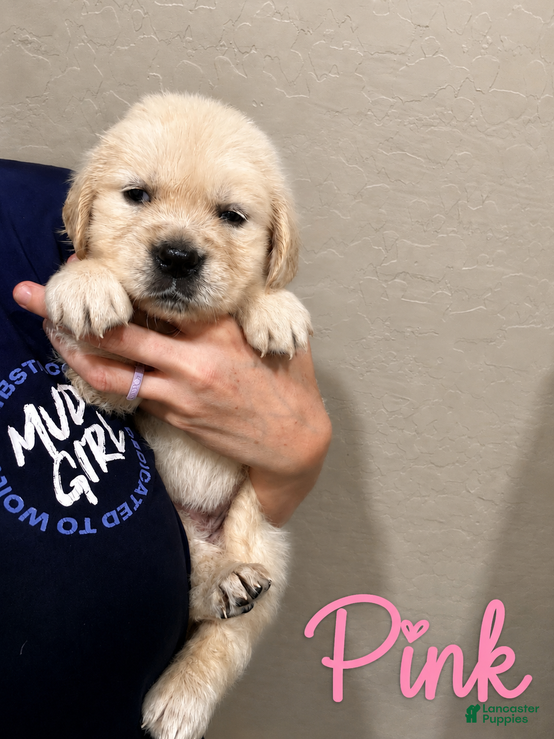 Golden Retriever dogs Marigold - Ad 2