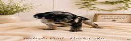 Bernedoodle dogs for sale: Bernedoodle 10 - Ad 1