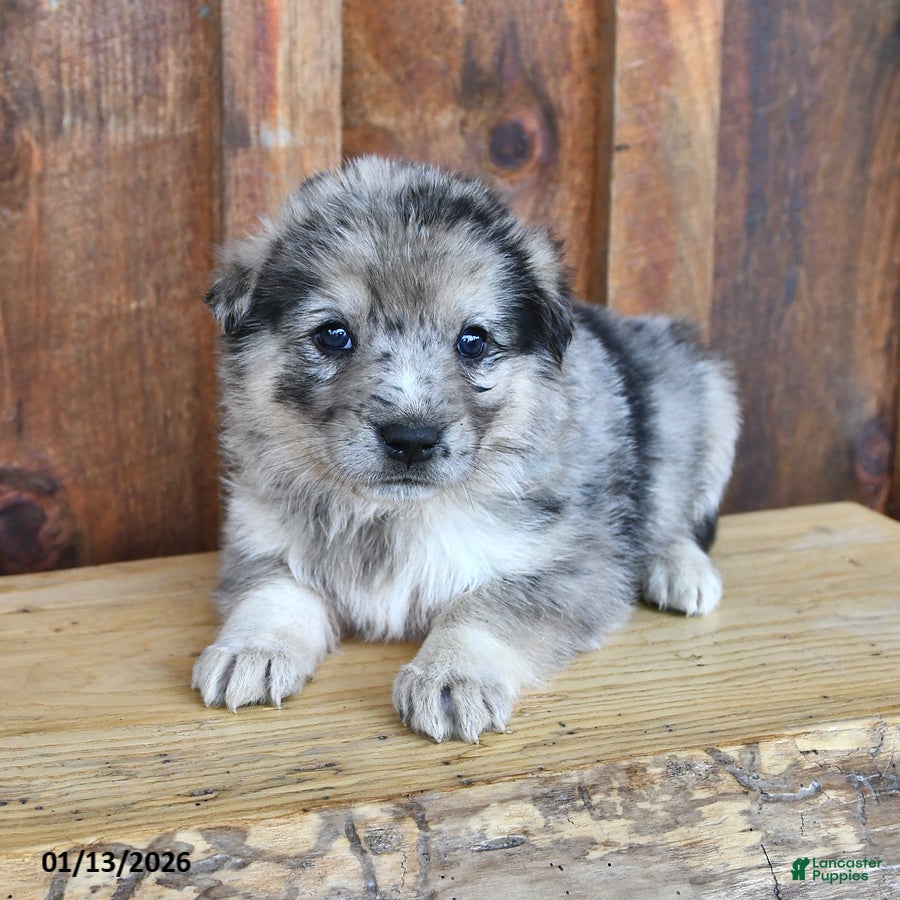 Mixed Breed dogs Archie - Ad 22