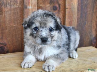 Mixed Breed dogs Archie - Ad 22