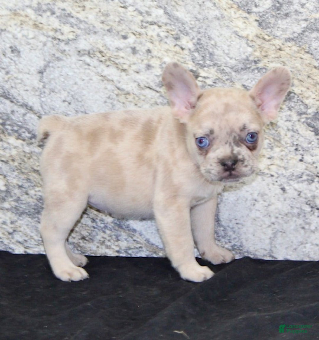French Bulldog dogs for sale: Roxanne - Ad 6