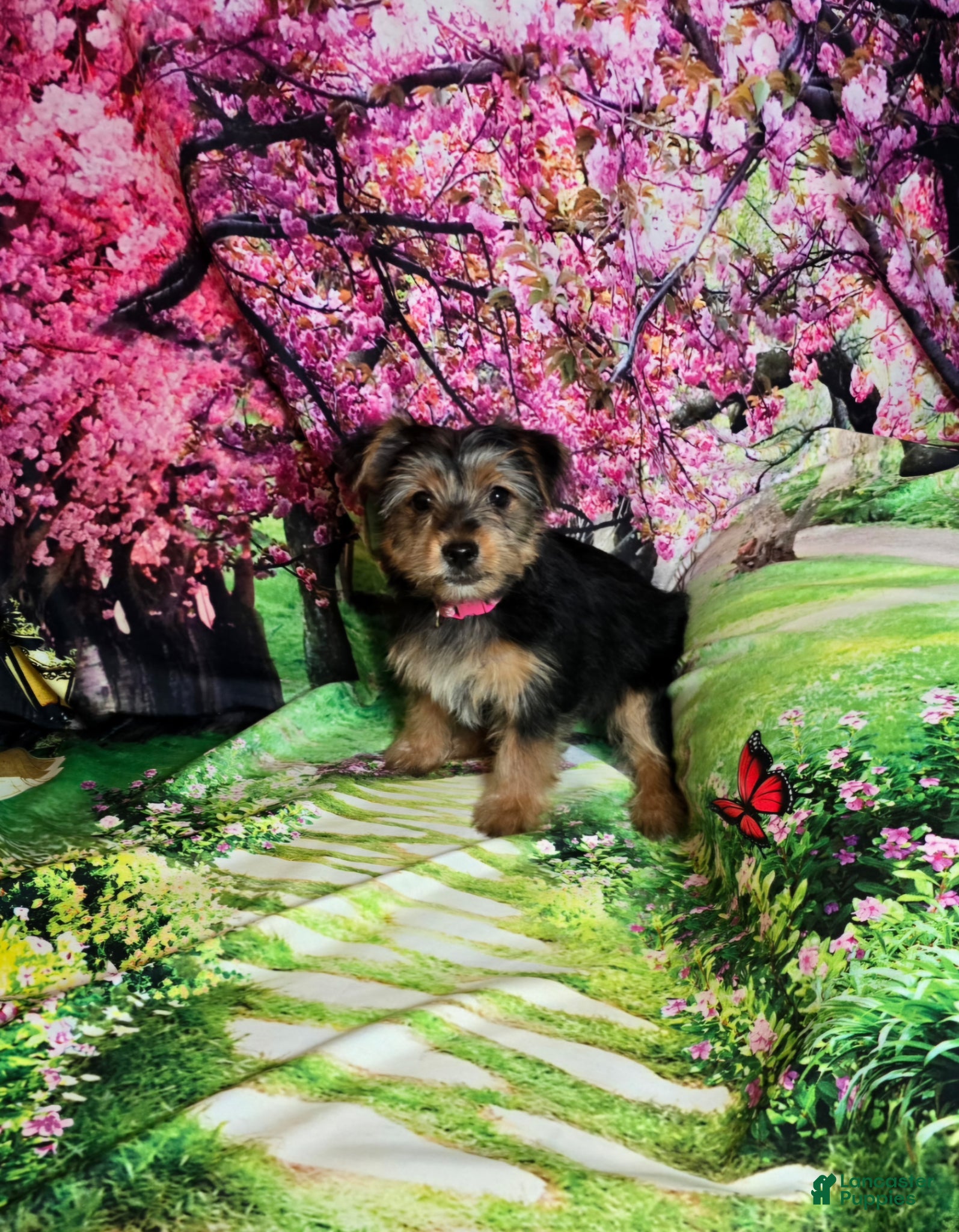 Yorkshire Terrier dogs for sale: Pink - Ad 2