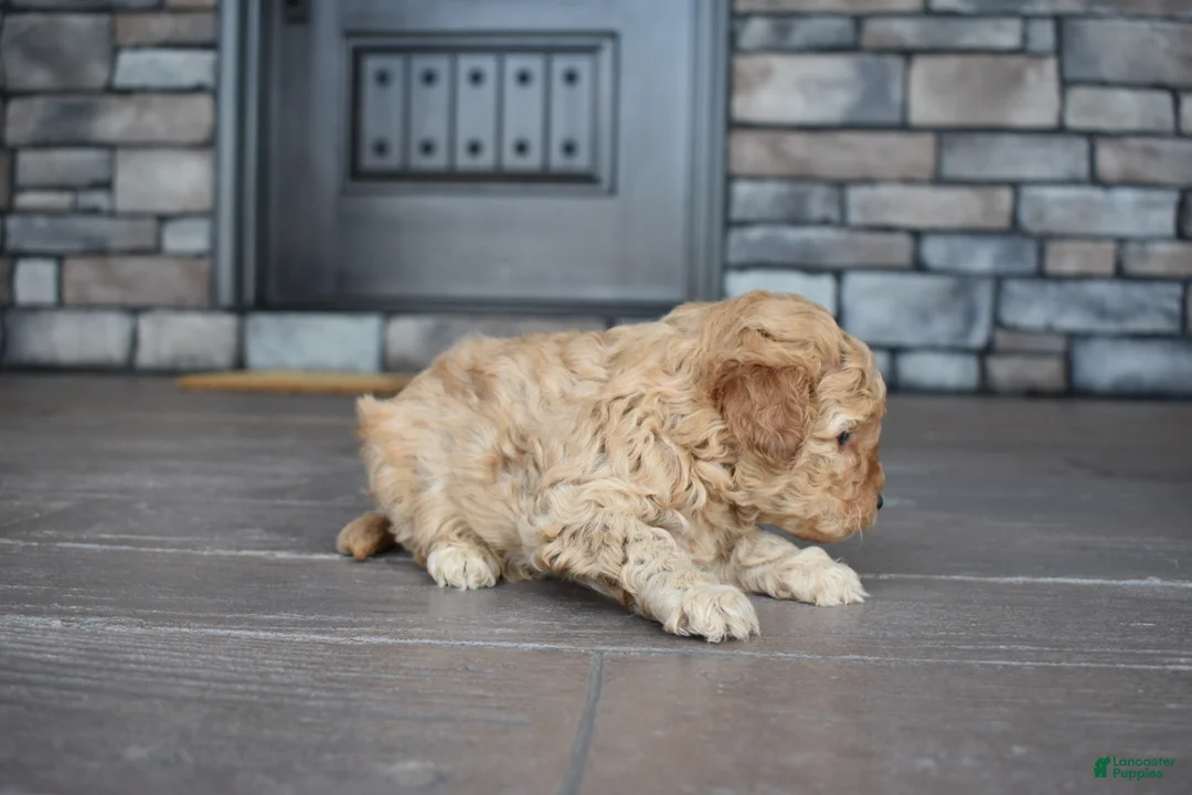 Mini Goldendoodle dogs for sale: Reed - Ad 4