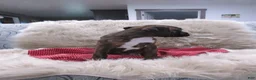 Boxer dogs for sale: Forrest - Ad 3