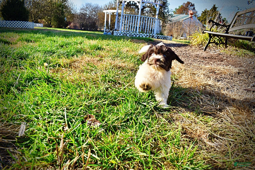 Havapoo dogs for sale: Precious - Ad 21