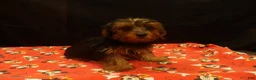 Yorkshire Terrier dogs for sale: stanly - Ad 3