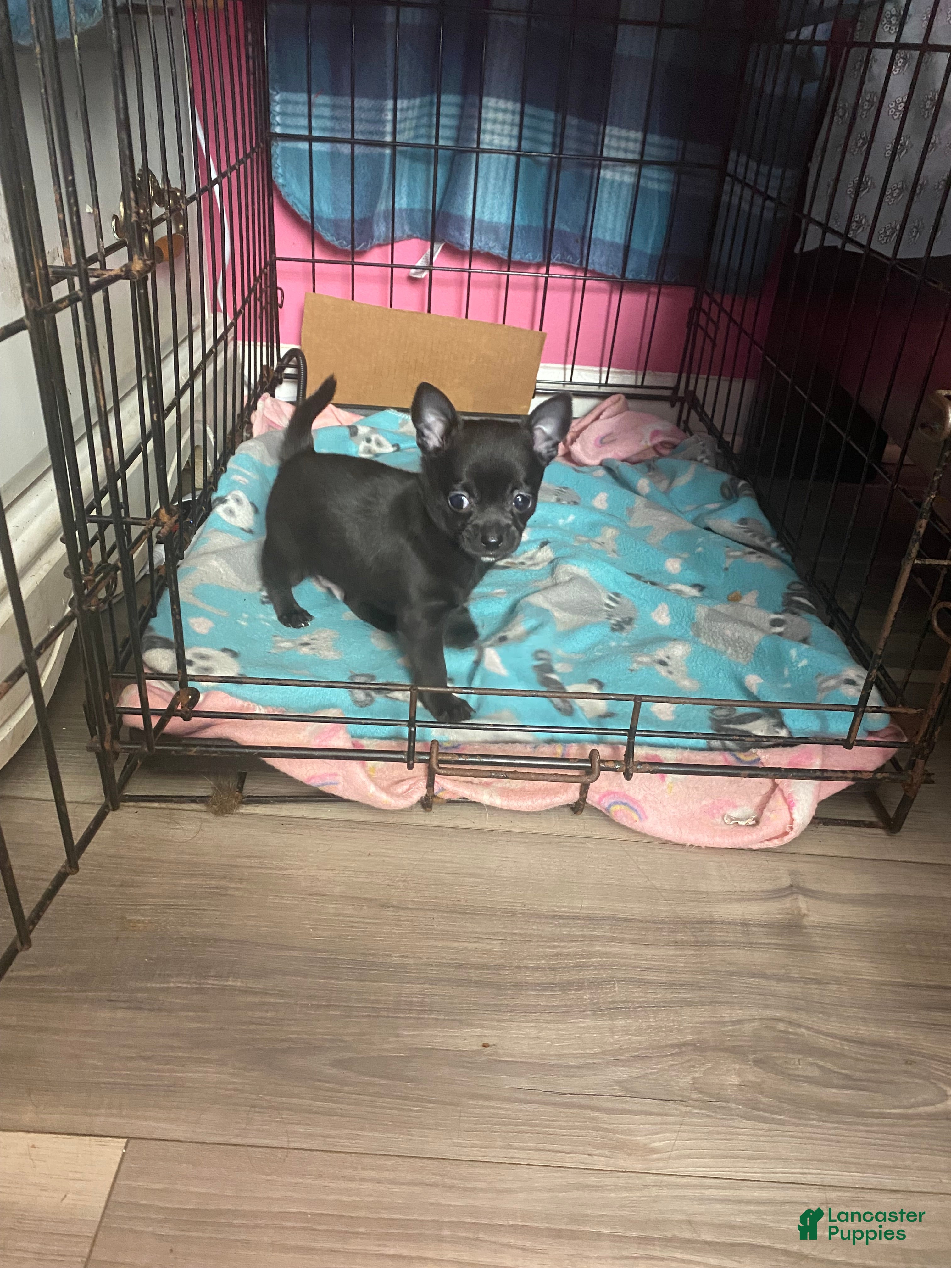 Chihuahua dogs Gordo - Ad 39