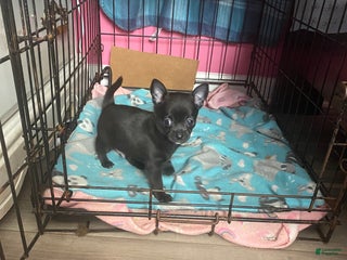 Chihuahua dogs Gordo - Ad 15