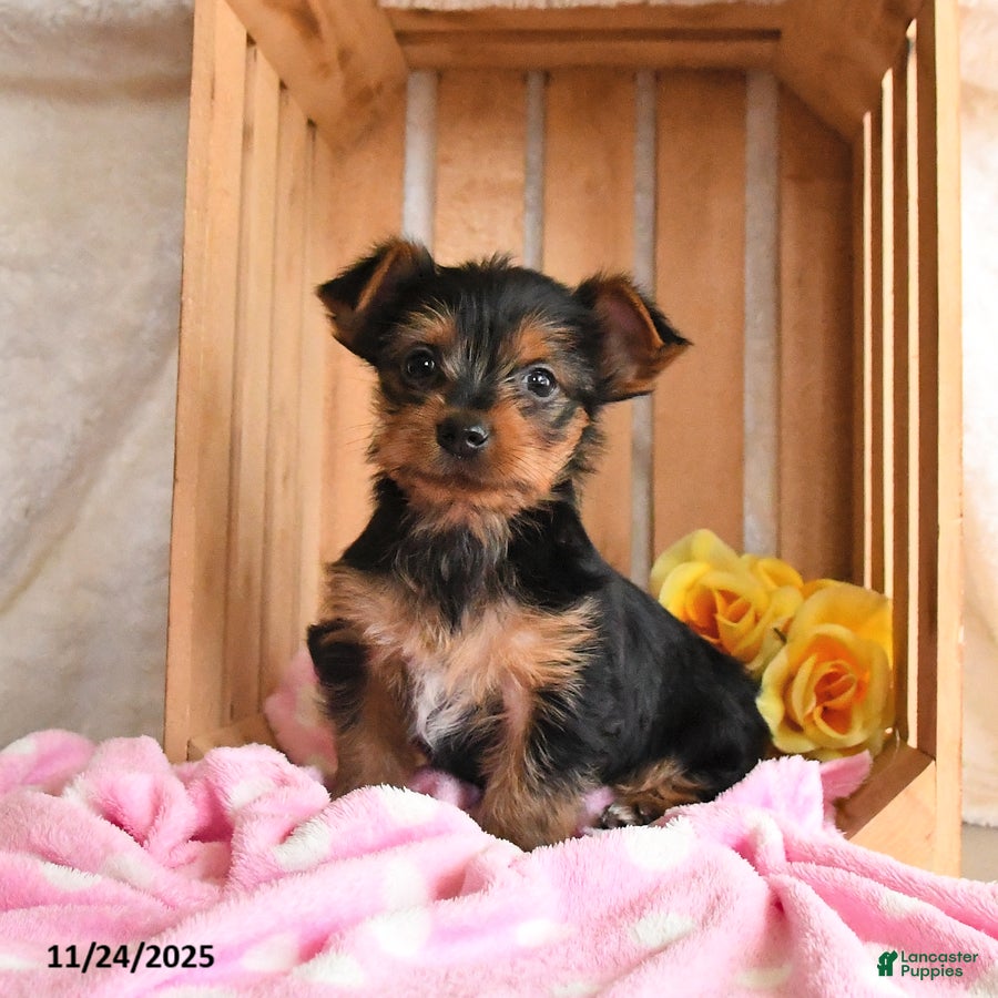 Yorkshire Terrier dogs Hershey - Ad 5