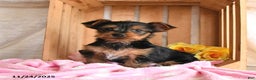 Yorkshire Terrier dogs for sale: Hershey - Ad 1