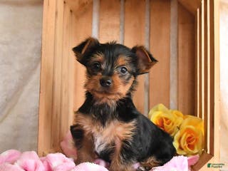 Yorkshire Terrier dogs Hershey - Ad 33