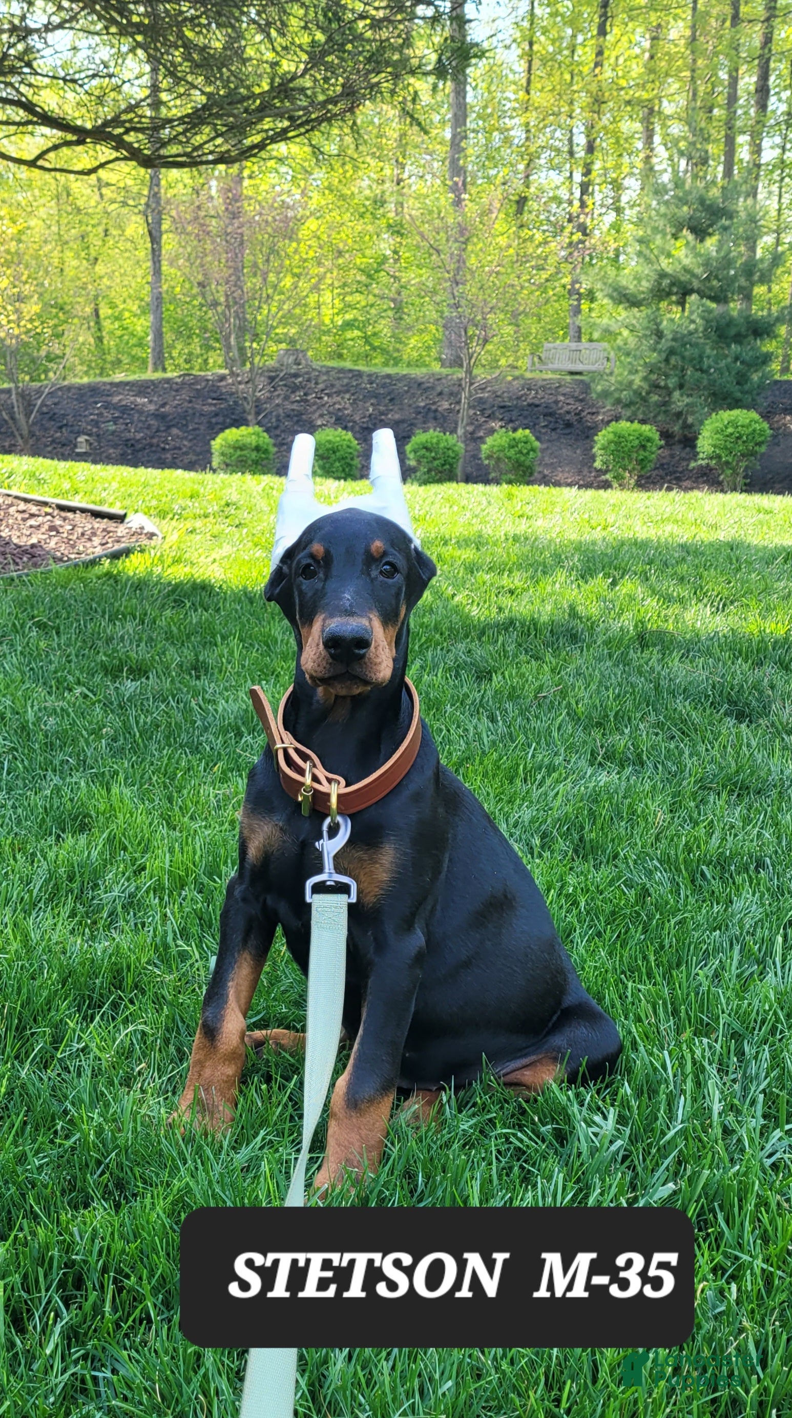 Doberman Pinscher dogs STETSON  - Ad 1