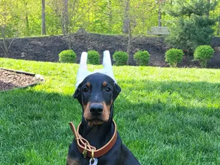Doberman Pinscher dogs for sale: STETSON - Ad 2