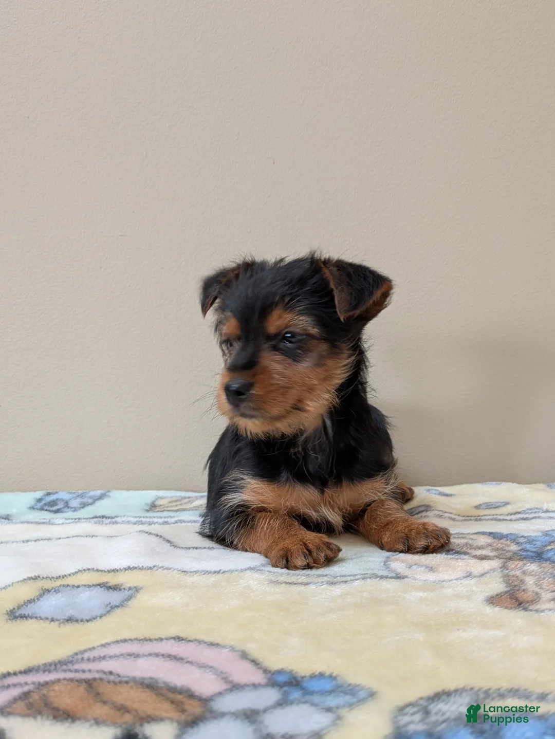 Yorkshire Terrier dogs for sale: Cain - Ad 4