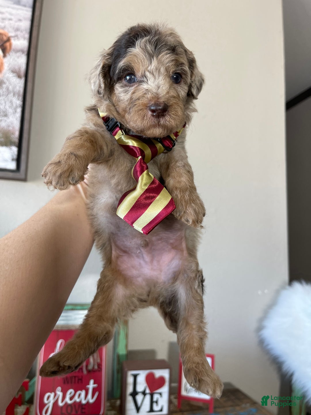 Miniature Poodle dogs for sale: Akc Chocolate Phantom Merle - Ad 8