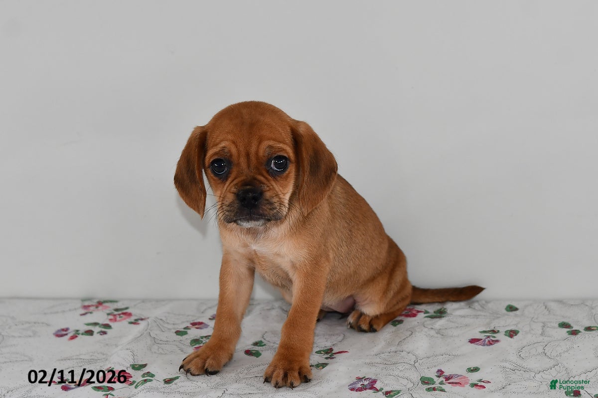 Puggle dogs Chloe - Ad 13