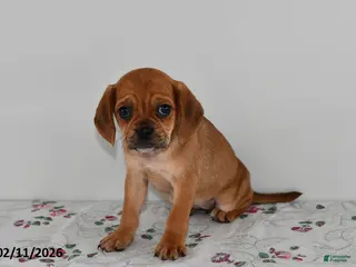 Puggle dogs Chloe - Ad 13