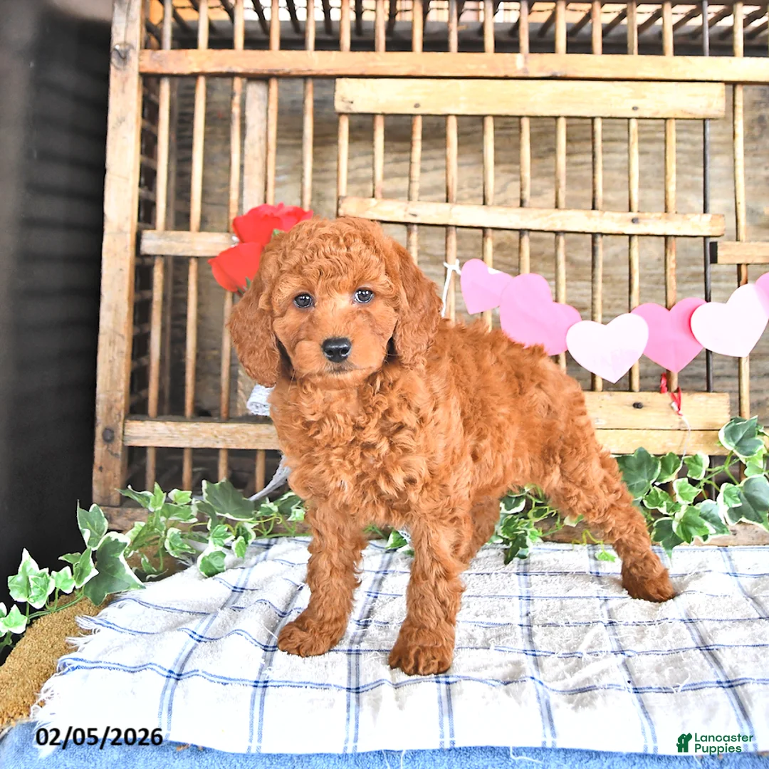 Mini Goldendoodle dogs for sale: Sofia - Ad 1