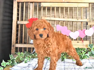Mini Goldendoodle dogs Sofia - Ad 40