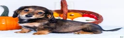 Miniature Dachshund dogs for sale: Nickolas - Ad 1