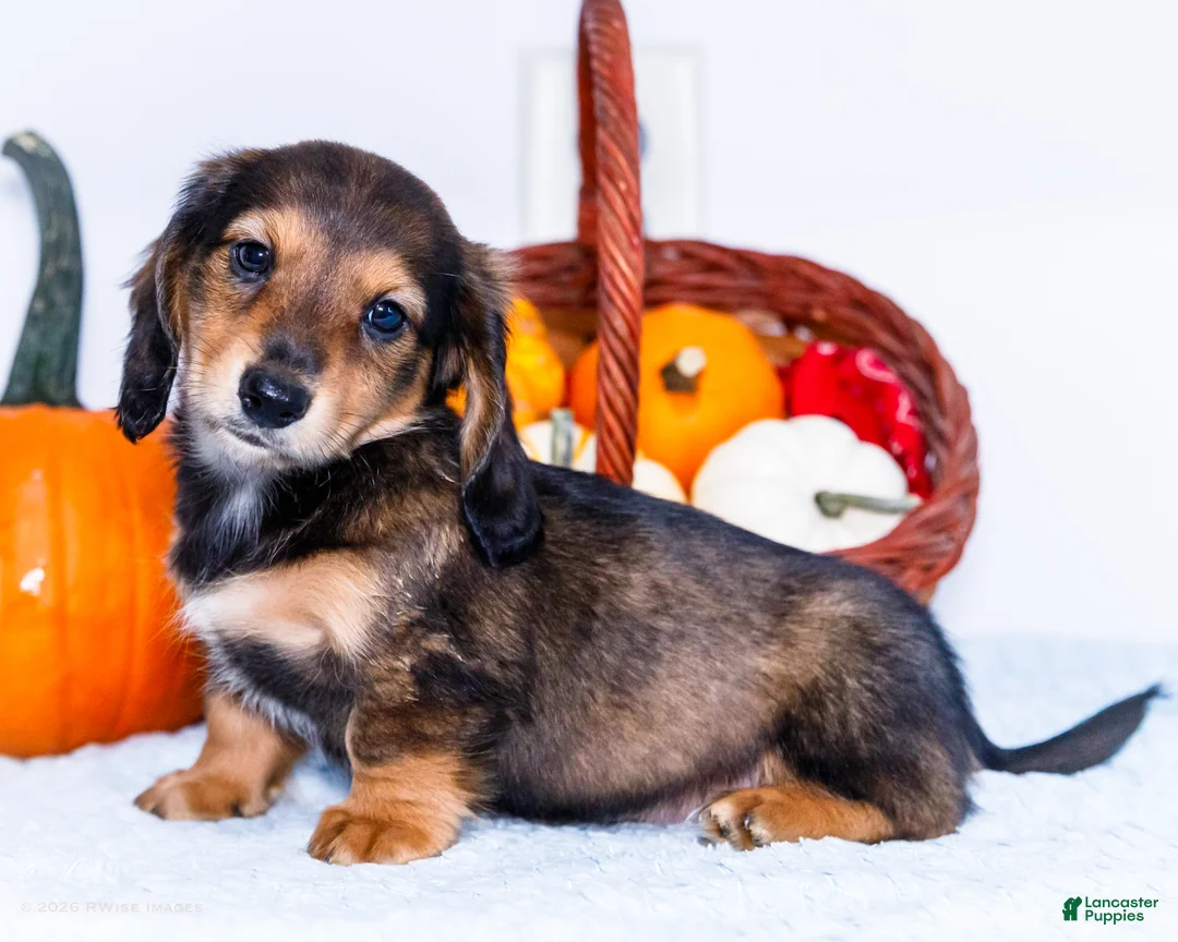 Miniature Dachshund dogs for sale: Nickolas - Ad 1