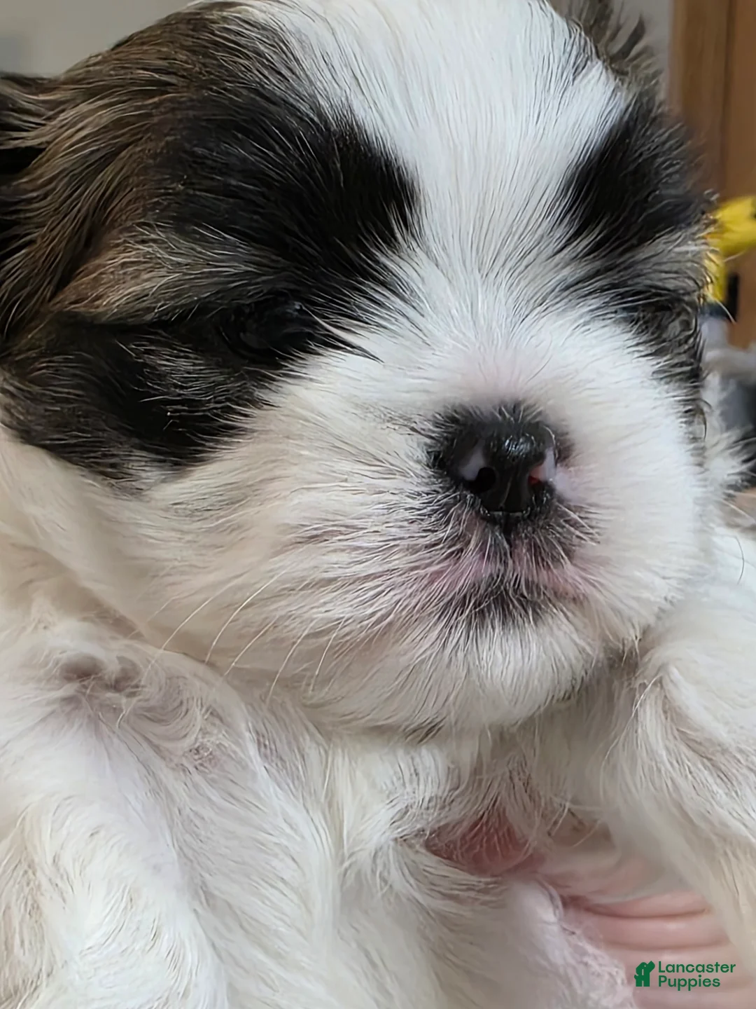 Mixed Breed dogs for sale: Mixed Breed Puppy 2 - Ad 2