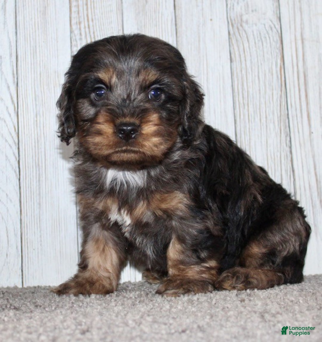 Cockapoo dogs for sale: Snickers - Ad 4