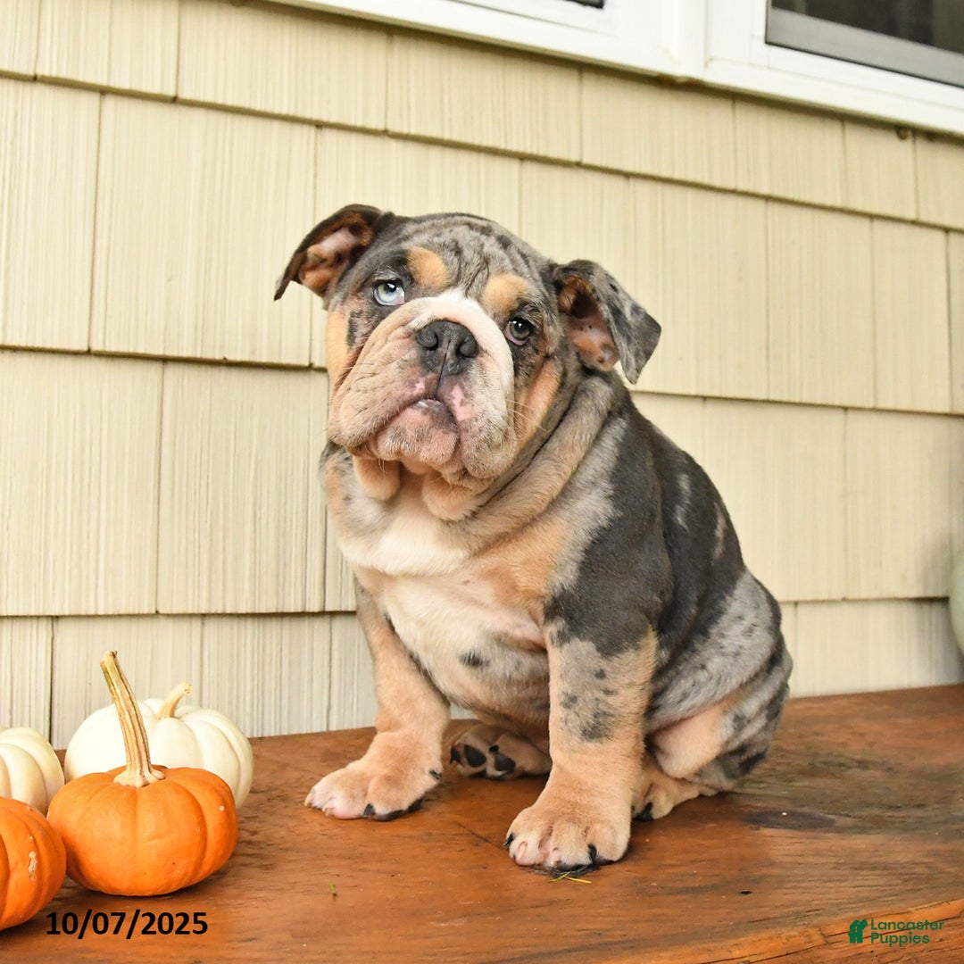 Litter of English Bulldog for sale in Shippensburg Lancaster Puppies