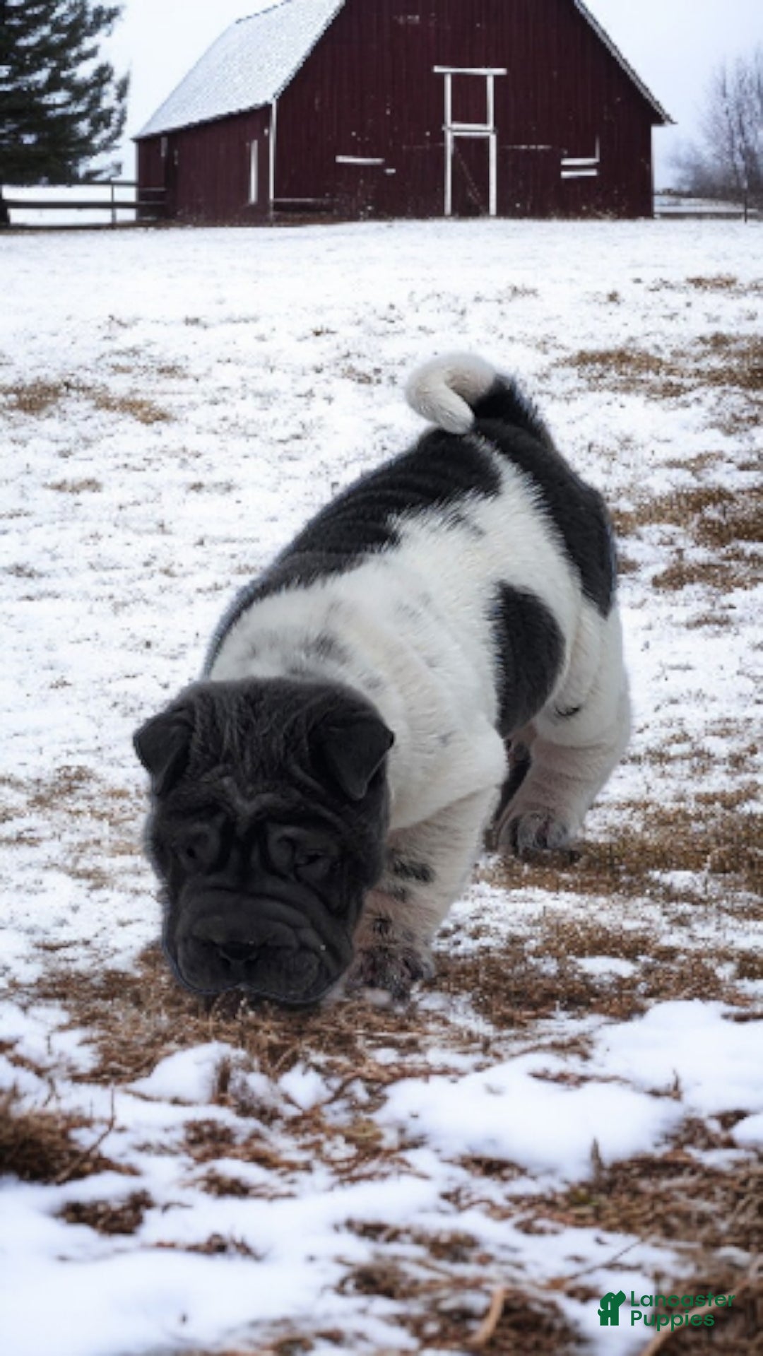 Shar Pei dogs for sale: Bluebelle blue flower mini  - Ad 13