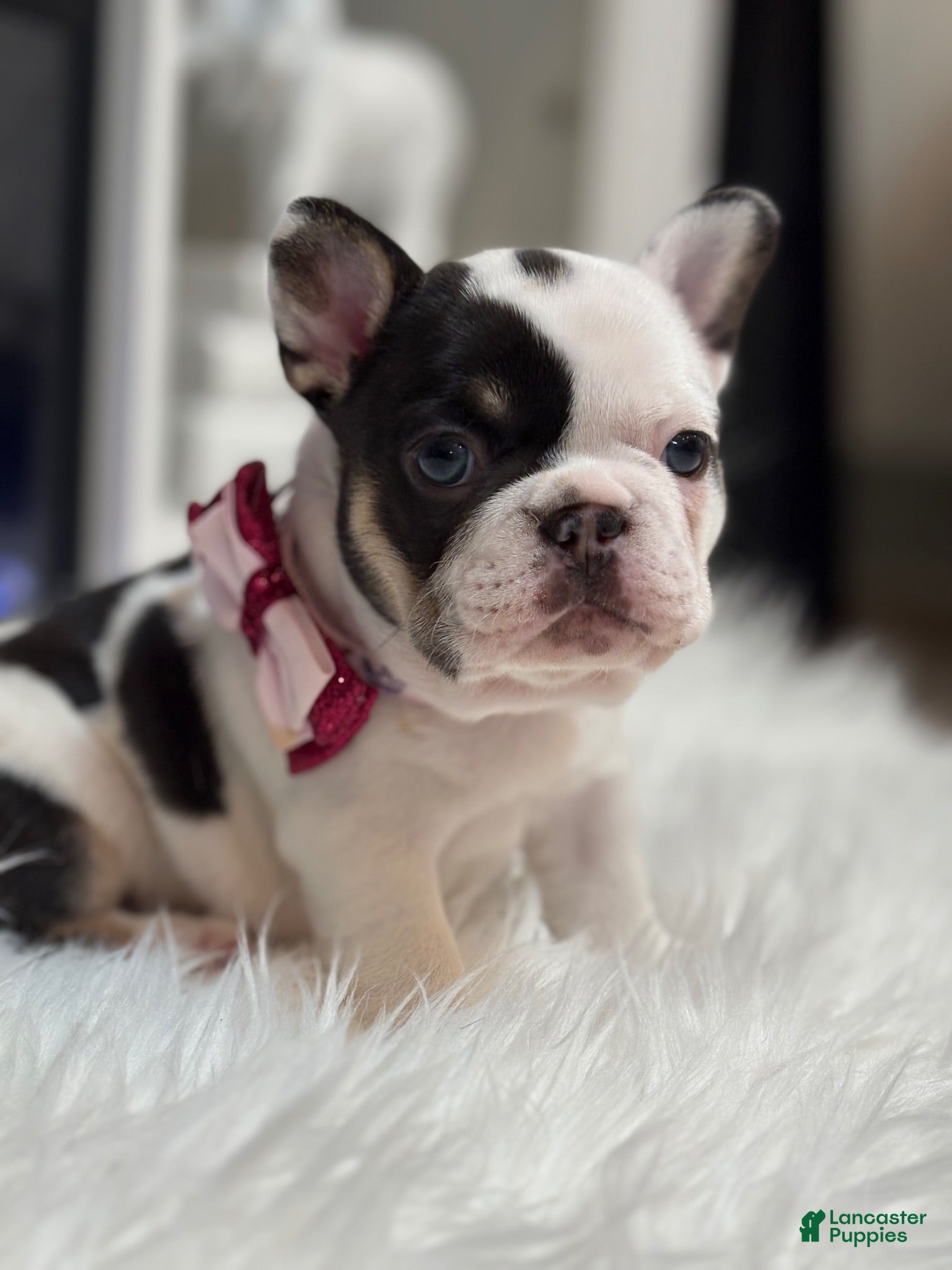 French Bulldog dogs Nola  - Ad 1